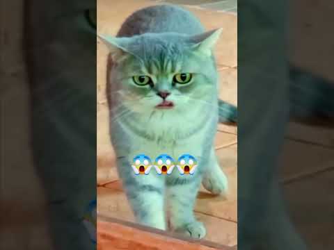 วันนี้เจ้าอ้วนมาแปลก😂เป็นอะไรหรือเปล่าน๊อ😂#แมวอ้วนแสนซน