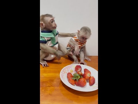 Baby monkeys Bryyan and Icy waiting for Daddy to give Strawberry to eat
