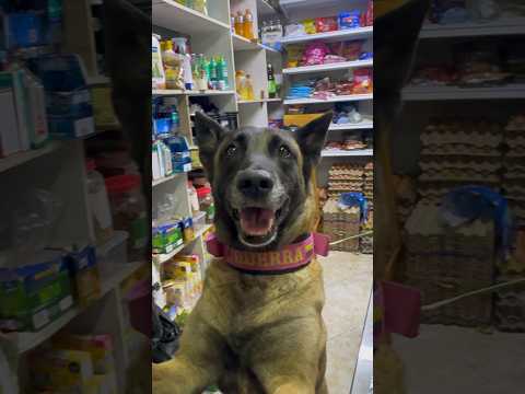 ‼️gu3rrita recomienda ‼️ la mejor arena ara tus gatos de dumapets #gatitos #arena #love #pastor