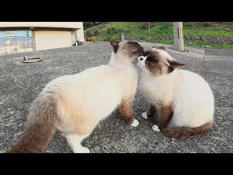 漁港で出会ったラブラブ過ぎるシャム猫ちゃん達をモフる