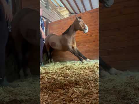 This ainโt a horse, itโs a comedian ๐๐ค#horse#fouryoupage#funny#fypใท#pets#usaus#foryou