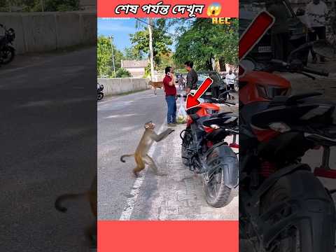 বাঁদর আম নিতে এসে কি হলো 😱🐒 #factbangla #monkeystory #humanity #shorts