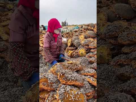 The harvest of melon seeds
