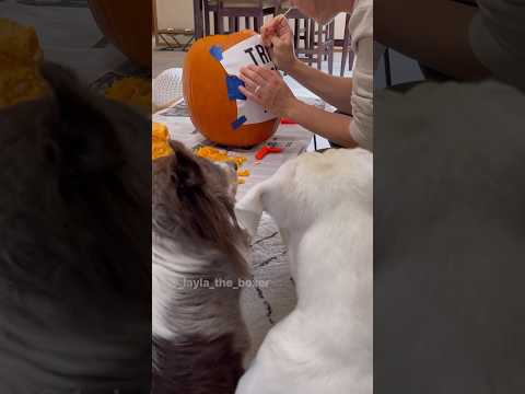 Dogs edit mom’s pumpkin ? #dogskit