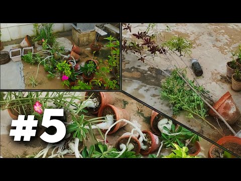 Garden Rebuild #5: Strong Winds Knocked Over My Plants! (Post Rain Update)