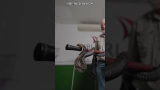 Cobras are AWESOME!