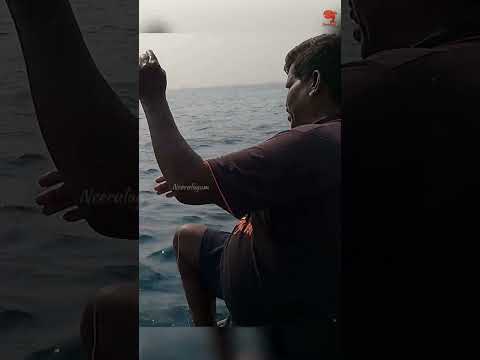 Barracuda Caught Using Squid as Bait #fishing #fishingvideo #fishingtime