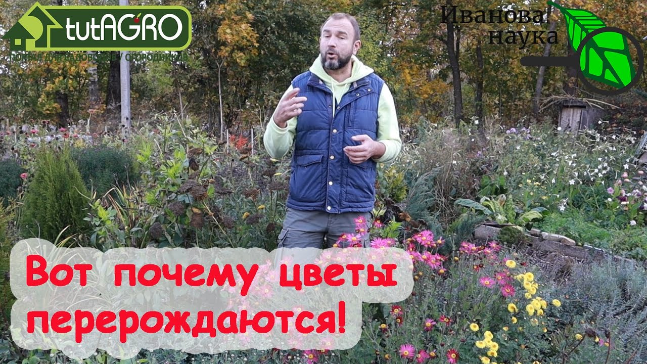 Не допустить перерождения многолетников! Все тюльпаны стали красными, а пионы розовыми? Вот причина!
