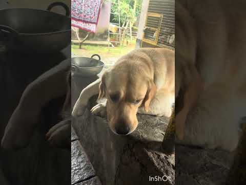 #cutelove ഇതിൻ്റെ പ്രാധാന്യം നമ്മുക്ക്അറിയാമോ ? #labchannel #viralvideos #funnyclips