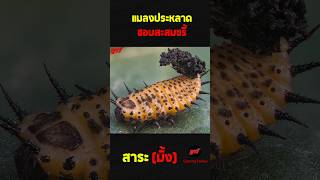 ด้วงเต่าทอง #สาระมั้ง