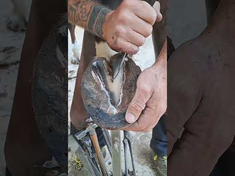 #horse #horsecare #equestrian #blacksmithing #asmr #horsemanship #oddlysatisfying #equestriancraft