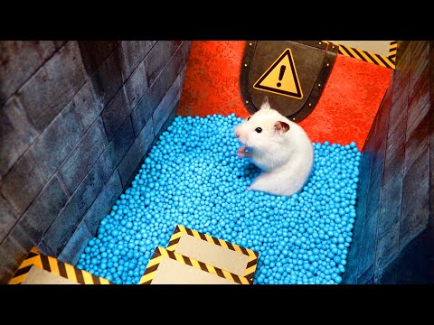 Rainbow Pool Maze for Hamster