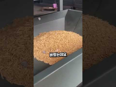 여성이 돌을 넣자 기계가 보인 믿을 수 없는 반응