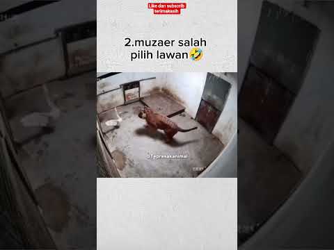 kang rodok #videolucu #funny #shortvideo #dubbing #animals #shorts