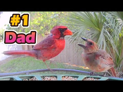 Cardinals Are The Best Bird Fathers