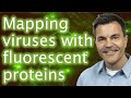 Cell Biology and Fluorescent Proteins