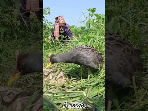 দাদা পাখি ধরেছে