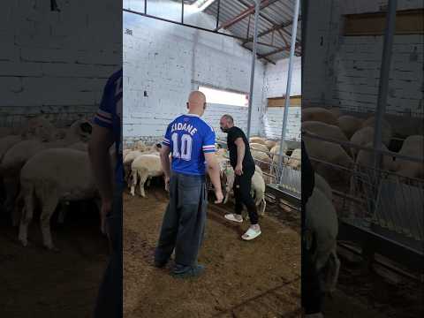 kurban bayramını çok seviyorum