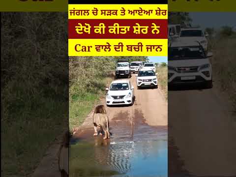 ਅਚਾਨਕ ਸੜਕ ਤੇ ਅਾ ਗੇਅਾ ਸ਼ੇਰ ਲੋਕਾ ਦੇ ਸਾਹ ਸੁਕ ਗਏ | Suddenly Lion came on road #shorts