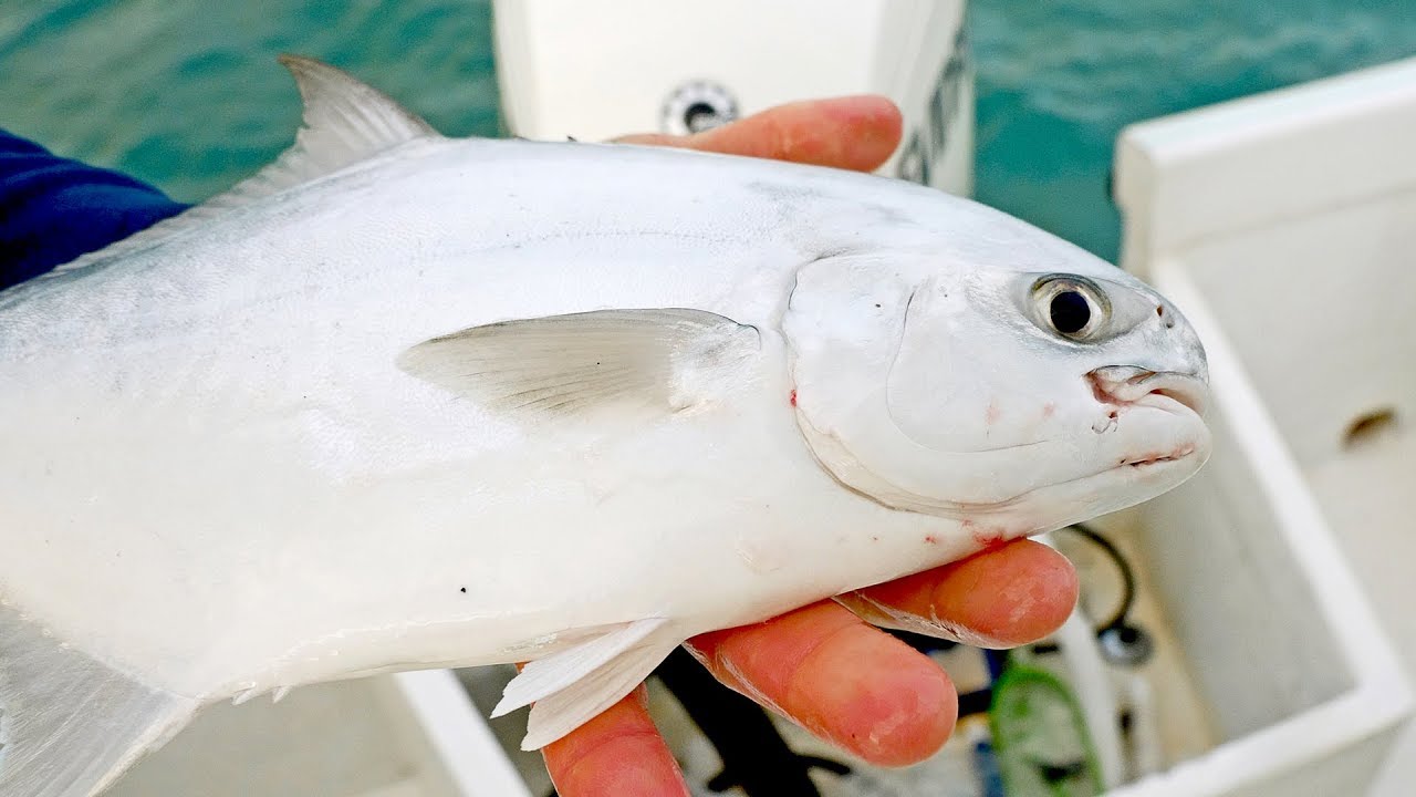 Searching the Beach for Sharks and Pompano Catch N Cook