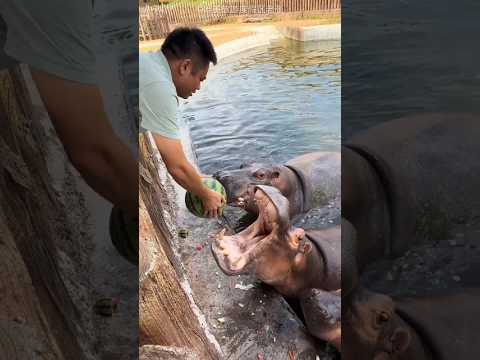 Naughty Hippo Got Watermrlon Surprise ๐โค๏ธ