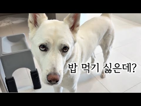 입맛 까다로운 진돗개, 밥이 중요한 이유 (강아지)