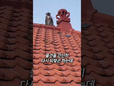 원숭이를 이용한 신종사업