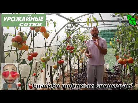 С чем лучше катать томаты? Самое вкусное и полезное сочетание!