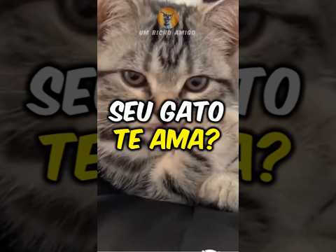 3 sinais que seu gato ama voc锚!