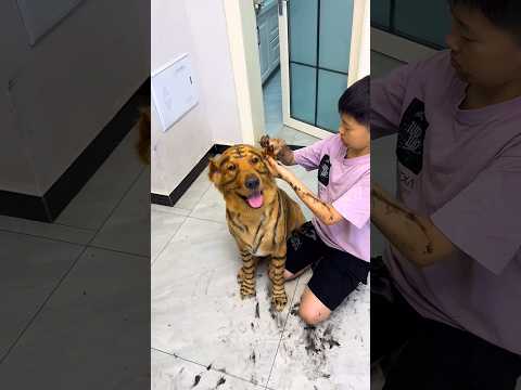 He Called His Dog a Tiger… So He Made Him One! 🤣 #shorts