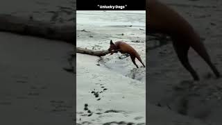 Bro not ready for this 😭🐕 #dog #unlucky #pets