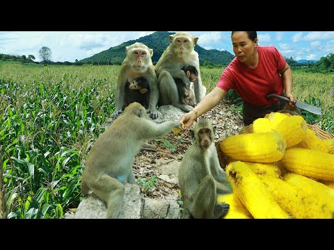 Woman found corn farms and cooking for monkey