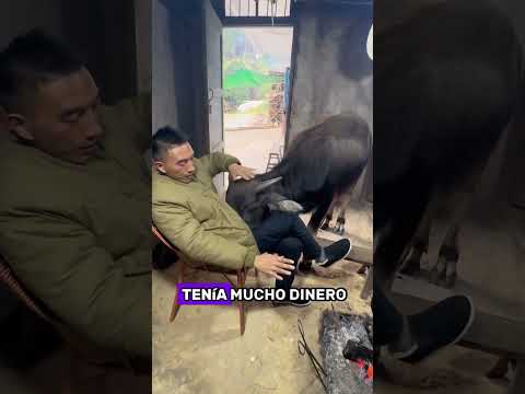 Una vaca sin preocupaciones #animals #Friendship #Us