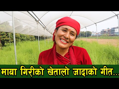 maya giri lok krishi song by pokhreli magnebuda dhurmus