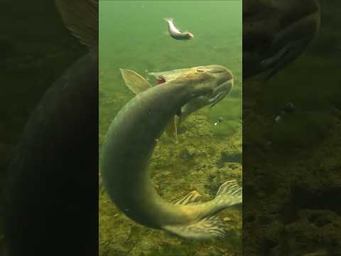 Never count your chickens before they hatch ! #pike #fishing #underwaterworld