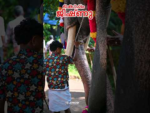 കൊപ്പം ജിഷ്ണു | ആനകേരളത്തിന്റെ താരങ്ങളിൽ താരം #elephant #shorts #koppam