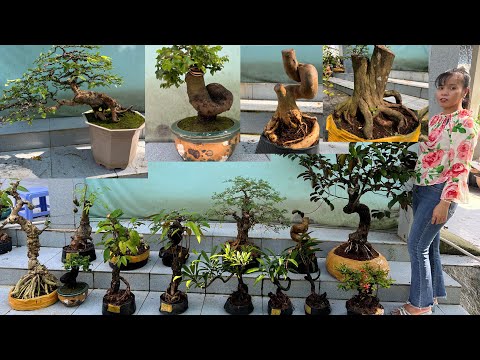 Báo giá 12/11 Hiếu chào bán Bonsai hoa trái đặc biệt sapo vú sữa đang mang trái