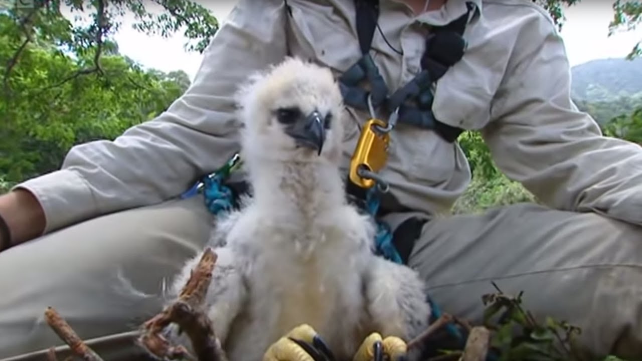 Inside a Harpy Eagle Nest Ultimate Killers BBC