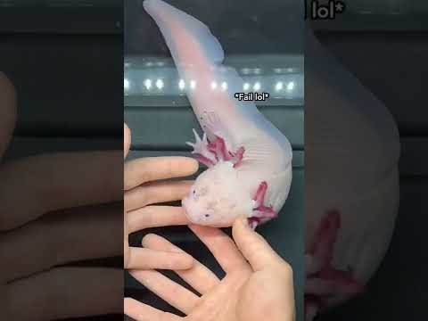 World's BIGGEST Axolotl 😱 (Super Rare Axolotl)