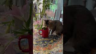 Caught sipping from the flower vase 🌷🐱#catshorts #cat #funnyanimals #kitten