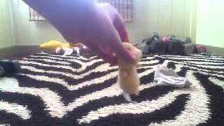 Random Adventures of Cream Ep.57 3 Ghosts 1 Scare