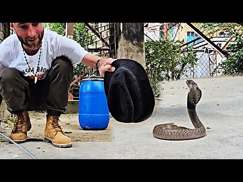 Cobra in a Hat: Spectacled Cobra Rescue