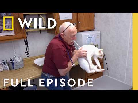 12 Days of Pol: Puppy Pandemonium (Full Episode) | The Incredible Dr. Pol | Nat Geo