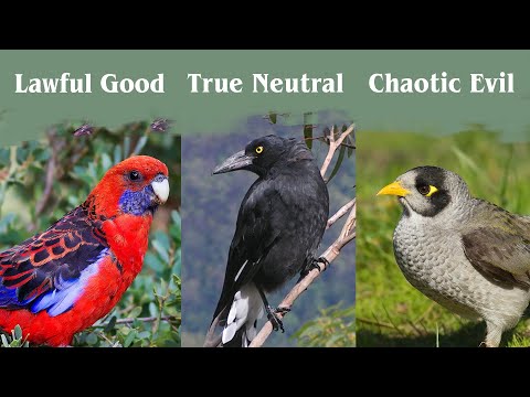 Australia's Most Common Birds - Part 1