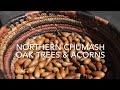 Chumash Acorn Processing Techniques