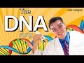 DNA Structure and Function Concepts