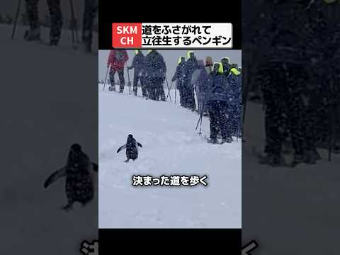 道をふさがれても静かに順番を待つペンギン🐧