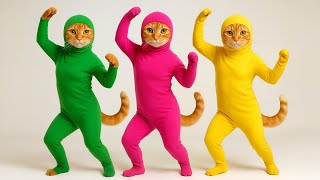 DUDI DUDI DAM DAM DUDI DUDI DUM DUM CUTE CAT DANCE VERSION