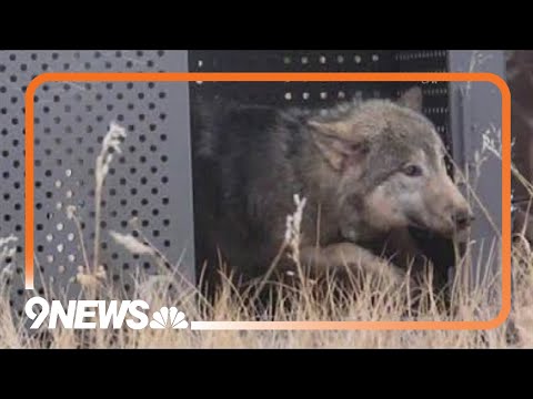 YouTube video thumbnail: CPW Reports Death of Relocated Wolf in Wyoming