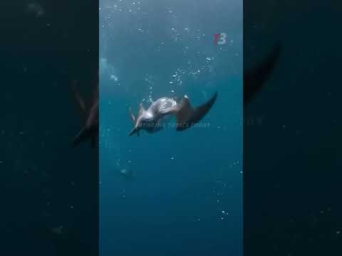 Perjuangan Puffin Atlantik: Bertahan Hidup dan Menyelamatkan Keluarga!